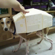 Illustration for article titled Meet Bones Mello, the AT-AT Dog